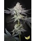 EMERALD ENVY (Jealousy x Animal Mints) Limited Edition