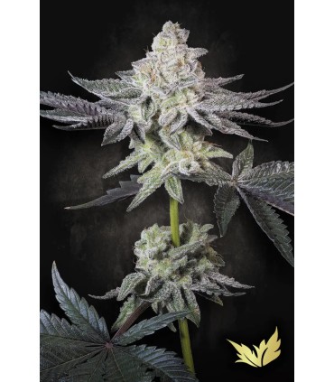 EMERALD ENVY (Jealousy x Animal Mints) Limited Edition