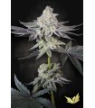 EMERALD ENVY (Jealousy x Animal Mints) Limited Edition