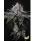 PEACH FROSTING (Georgia Pie x Wedding Cake) Limited Edition