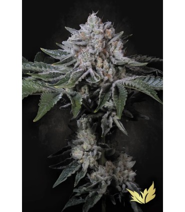PEACH FROSTING (Georgia Pie x Wedding Cake) Limited Edition