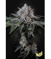 PEACH FROSTING (Georgia Pie x Wedding Cake) Limited Edition