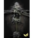 TROPICANA CRUSH (Mimosa x Animal Mints) Limited Edition