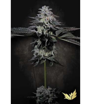 TROPICANA CRUSH (Mimosa x Animal Mints) Limited Edition