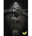 TROPICANA CRUSH (Mimosa x Animal Mints) Limited Edition