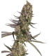 VLAD THE INHALER (Chernobyl x Stoopid Fruits)