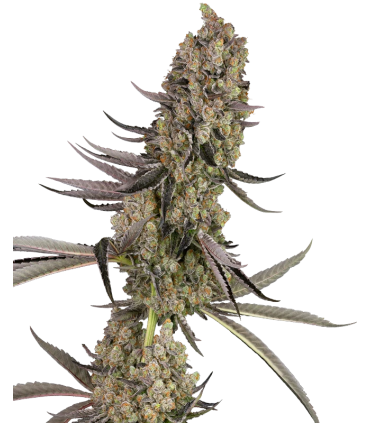 VLAD THE INHALER (Chernobyl x Stoopid Fruits)