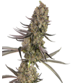 VLAD THE INHALER (Chernobyl x Stoopid Fruits)