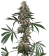 CHEMBERRIES 3+1FEM (Chemdawg x Caribbean Strawberry)
