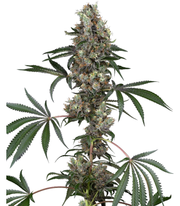 CHEMBERRIES 3+1FEM (Chemdawg x Caribbean Strawberry)
