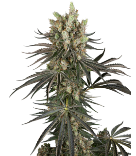 SLAM DANK (White Ice x High School Reunion) x (Gary Payton x Burmese Pie)