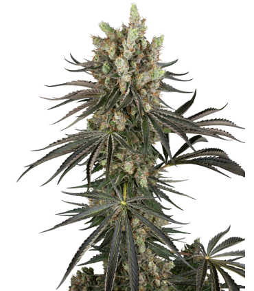 SLAM DANK (White Ice x High School Reunion) x (Gary Payton x Burmese Pie)