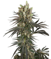 SLAM DANK (White Ice x High School Reunion) x (Gary Payton x Burmese Pie)