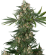 FALLOUT OG (Chernobyl x Face Off OG)