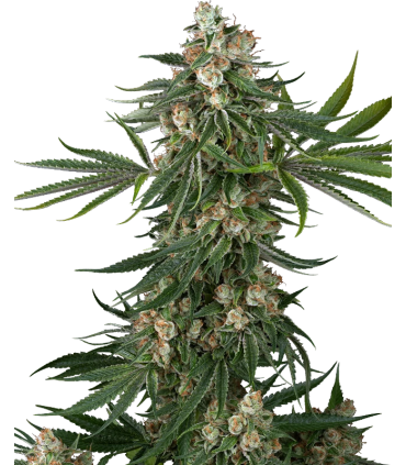 FALLOUT OG (Chernobyl x Face Off OG)