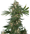 FALLOUT OG (Chernobyl x Face Off OG)