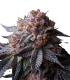 TROPICANA CHERRY  3FEM (Tropicana Cookies x Cherry Cookies) By Fjaak