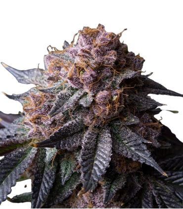 TROPICANA CHERRY  3FEM (Tropicana Cookies x Cherry Cookies) By Fjaak
