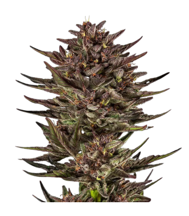 AUTO FROSTED ZINN x COOKIE DOG 3FEM