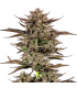 AUTO FROSTED ZINN x 3 BEARS 3FEM