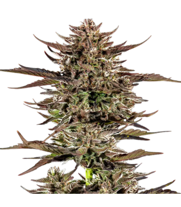 AUTO FROSTED ZINN x 3 BEARS 3FEM