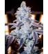 APPLE LOBSTER 7FEM (Sour Gumball x Blue Lobster)