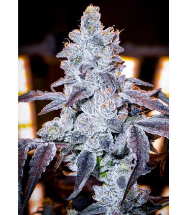 APPLE LOBSTER 7FEM (Sour Gumball x Blue Lobster)