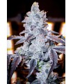 APPLE LOBSTER 7FEM (Sour Gumball x Blue Lobster)