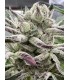 BLUEBERRY LOBSTER 7FEM (Blueberry x Blue Lobster)