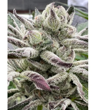 BLUEBERRY LOBSTER 7FEM (Blueberry x Blue Lobster)