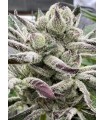 BLUEBERRY LOBSTER 7FEM (Blueberry x Blue Lobster)
