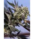 BLUEBERRY LOBSTER 7FEM (Blueberry x Blue Lobster)