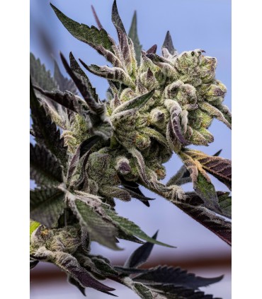 BLUEBERRY LOBSTER 7FEM (Blueberry x Blue Lobster)