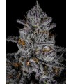 BLUE ZANGRIA 7FEM (Rainbow Zangria x Blue Lobster)
