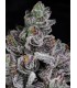 COTTON CANDY LOBSTER 7FEM (Cotton Candy Runtz x Blue Lobster)