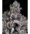 COTTON CANDY LOBSTER 7FEM (Cotton Candy Runtz x Blue Lobster)