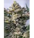 GRAPE LOBSTER 7FEM (Grape Lyfe 29 x Blue Lobster)