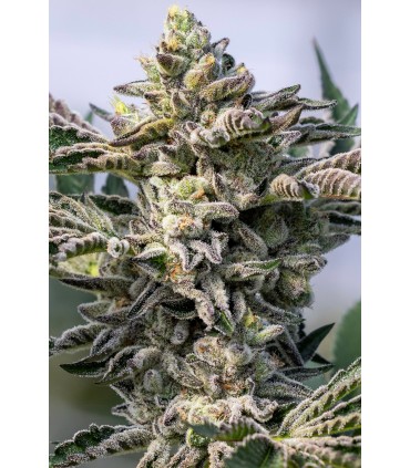 GRAPE LOBSTER 7FEM (Grape Lyfe 29 x Blue Lobster)