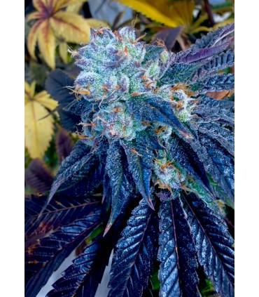 MAUI LOBSTER 7FEM (Maui Skunk Dog x Blue Lobster)