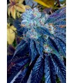 MAUI LOBSTER 7FEM (Maui Skunk Dog x Blue Lobster)