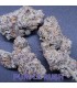 PURPLE RUSH 3FEM (Afghani Urkle x Bananacane)