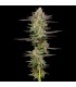 AUTO MINT JELLY 3FEM (Sour Apple Auto x Hella Jelly)