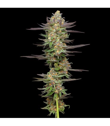 AUTO MINT JELLY 3FEM (Sour Apple Auto x Hella Jelly)