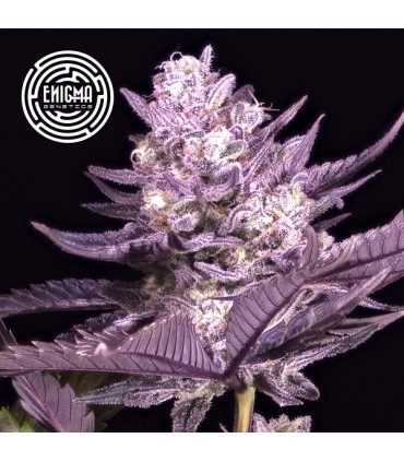 LA KUSH CAKE 3FEM (L.A Kush Cake x Sunset Sherbet)
