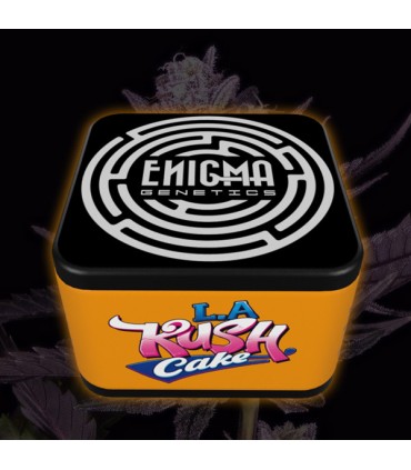 LA KUSH CAKE 3FEM (L.A Kush Cake x Sunset Sherbet)
