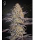 SUPER LEMON HAZE x GMO
