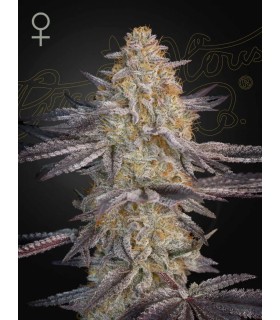 SUPER LEMON HAZE x GMO