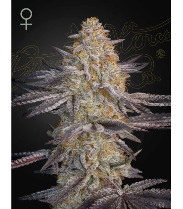 SUPER LEMON HAZE x GMO