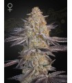 SUPER LEMON HAZE x GMO