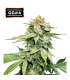 Auto Gorilla Glue GG4